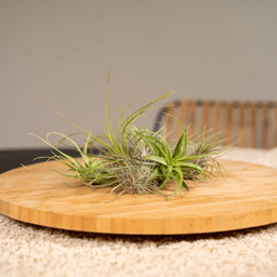 Tillandsia Air mix - 20 stuks - 6 cm - ø6 (10308)