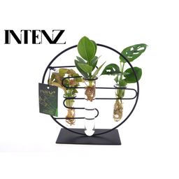 Kamerplanten Intenz Mix In Dubai 2.0 Glas (11300)