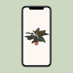 Philodendron Congo Red (10173)