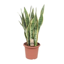 Sansevieria Trifasciata Laurentii (10157)