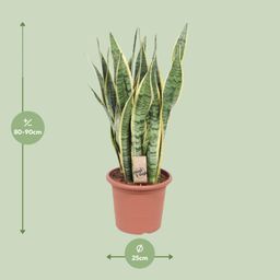 Sansevieria Trifasciata Laurentii (10157)