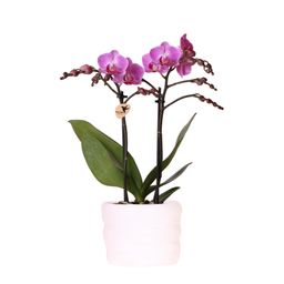 Donkerroze orchidee Vienna 9cm in Como pot incl. waterreservoir (51299)