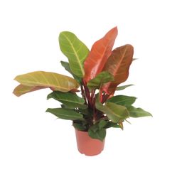 Philodendron Prince of Orange (10085)