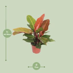 Philodendron Prince of Orange (10085)