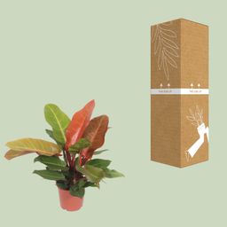 Philodendron Prince of Orange (10085)