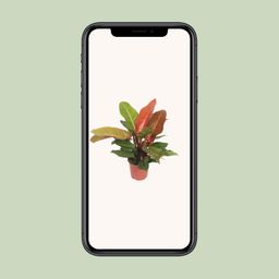 Philodendron Prince of Orange (10085)
