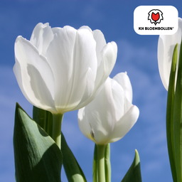 Tulpenbollen Catherina – 20 Stuks | KH Bloembollen® | Zuiver Witte Tulp – Tijdloos & Elegant – Voor Tuin of Pot – Maat 11/12 – Vers van de Teler (51154)