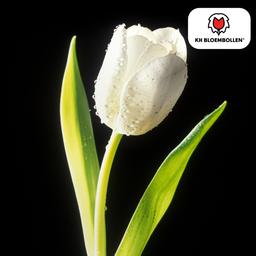 Tulpenbollen Catherina – 20 Stuks | KH Bloembollen® | Zuiver Witte Tulp – Tijdloos & Elegant – Voor Tuin of Pot – Maat 11/12 – Vers van de Teler (51154)