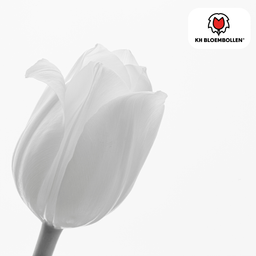Tulpenbollen Catherina – 20 Stuks | KH Bloembollen® | Zuiver Witte Tulp – Tijdloos & Elegant – Voor Tuin of Pot – Maat 11/12 – Vers van de Teler (51154)