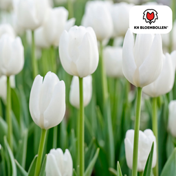 Tulpenbollen Catherina – 20 Stuks | KH Bloembollen® | Zuiver Witte Tulp – Tijdloos & Elegant – Voor Tuin of Pot – Maat 11/12 – Vers van de Teler (51154)