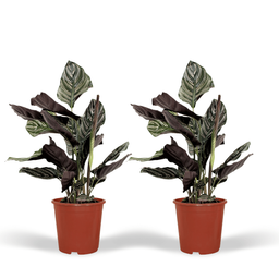 2x Calathea Ornata - Pauwenplant - 50cm - ø14 (10232)