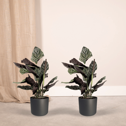 2x Calathea Ornata - Pauwenplant - 50cm - ø14 (10232)