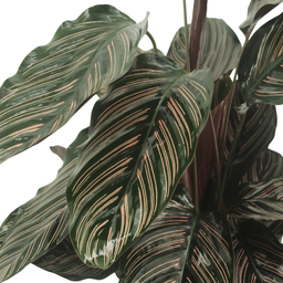 2x Calathea Ornata - Pauwenplant - 50cm - ø14 (10232)