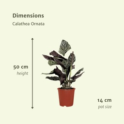 2x Calathea Ornata - Pauwenplant - 50cm - ø14 (10232)