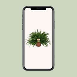 Nephrolepis Green Lady (10857)