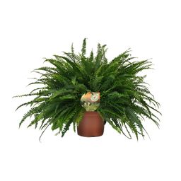Nephrolepis Green Lady (10857)