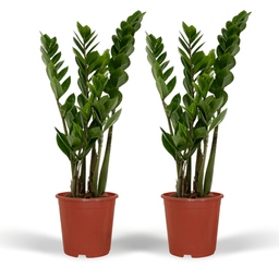 2x Zamioculcas Zamiifolia - Emerald palm - 50cm - ø14 (10281)