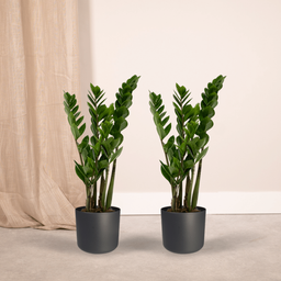 2x Zamioculcas Zamiifolia - Emerald palm - 50cm - ø14 (10281)