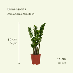 2x Zamioculcas Zamiifolia - Emerald palm - 50cm - ø14 (10281)