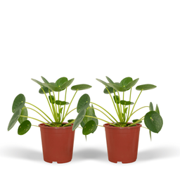 2x Pilea Peperomiodes - Pannekoekenplant - 20cm - ø12 (10273)