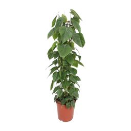 Philodendron Scandens (10213)