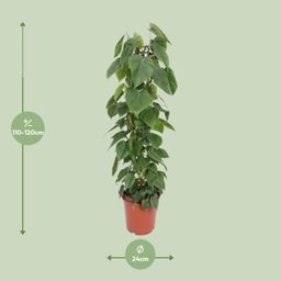 Philodendron Scandens (10213)