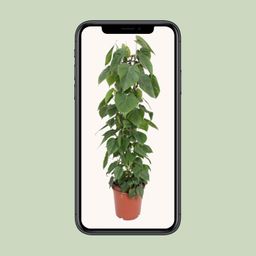 Philodendron Scandens (10213)