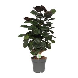 Polyscias Scutellaria Fabian (10001)