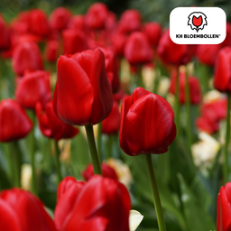 Tulpenbollen Seadov – 20 Stuks | KH Bloembollen® | Dieprode Tulp – Krachtig, Klassiek & Tijdloos – Voor Tuin of Pot – Maat 11/12 – Vers van de Teler (51174)