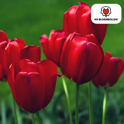 Tulpenbollen Seadov – 20 Stuks | KH Bloembollen® | Dieprode Tulp – Krachtig, Klassiek & Tijdloos – Voor Tuin of Pot – Maat 11/12 – Vers van de Teler (51174)