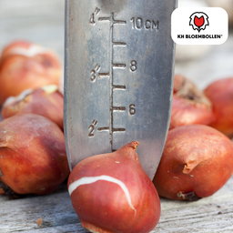 Tulpenbollen Seadov – 20 Stuks | KH Bloembollen® | Dieprode Tulp – Krachtig, Klassiek & Tijdloos – Voor Tuin of Pot – Maat 11/12 – Vers van de Teler (51174)