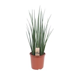 Sansevieria Mikado (10177)