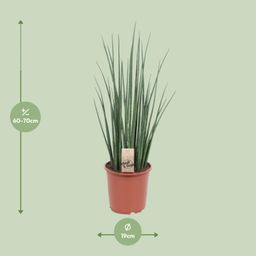 Sansevieria Mikado (10177)