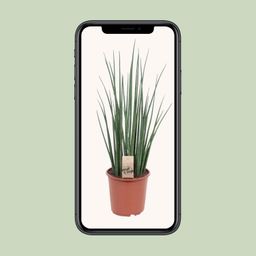 Sansevieria Mikado (10177)