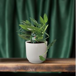 Philodendron Cobra Toef (12342)