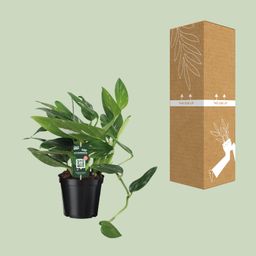 Philodendron Cobra Toef (12342)