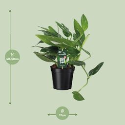 Philodendron Cobra Toef (12342)