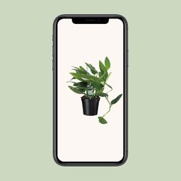 Philodendron Cobra Toef (12342)