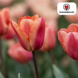 Tulpenbollen Apricot Foxx – 20 Stuks | KH Bloembollen® | Zalmroze Tulp – Elegant & Grootbloemig – Voor Tuin of Pot – Maat 11/12 – Vers van de Teler (51148)