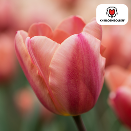 Tulpenbollen Apricot Foxx – 20 Stuks | KH Bloembollen® | Zalmroze Tulp – Elegant & Grootbloemig – Voor Tuin of Pot – Maat 11/12 – Vers van de Teler (51148)