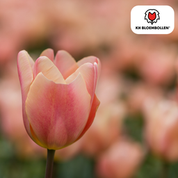 Tulpenbollen Apricot Foxx – 20 Stuks | KH Bloembollen® | Zalmroze Tulp – Elegant & Grootbloemig – Voor Tuin of Pot – Maat 11/12 – Vers van de Teler (51148)
