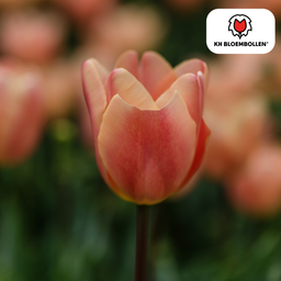 Tulpenbollen Apricot Foxx – 20 Stuks | KH Bloembollen® | Zalmroze Tulp – Elegant & Grootbloemig – Voor Tuin of Pot – Maat 11/12 – Vers van de Teler (51148)