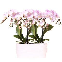 Roze orchideeënset in Como dish incl. waterreservoir | twee roze Portugal orchideeën 9cm (51308)