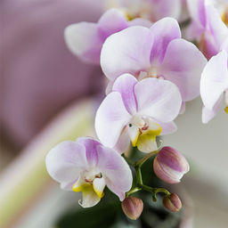 Roze orchideeënset in Como dish incl. waterreservoir | twee roze Portugal orchideeën 9cm (51308)