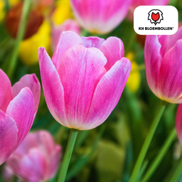 Tulpenbollen Dynasty – 20 Stuks | KH Bloembollen® | Roze Tulp – Elegant & Vol – Voor Tuin of Pot – Maat 11/12 – Vers van de Teler (08720256864653)