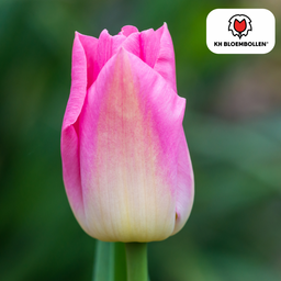 Tulpenbollen Dynasty – 20 Stuks | KH Bloembollen® | Roze Tulp – Elegant & Vol – Voor Tuin of Pot – Maat 11/12 – Vers van de Teler (08720256864653)