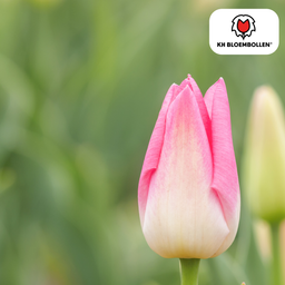 Tulpenbollen Dynasty – 20 Stuks | KH Bloembollen® | Roze Tulp – Elegant & Vol – Voor Tuin of Pot – Maat 11/12 – Vers van de Teler (08720256864653)