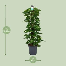 Scindapsus (Epipremnum) (12492)