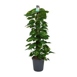 Scindapsus (Epipremnum) (12492)