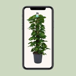 Scindapsus (Epipremnum) (12492)